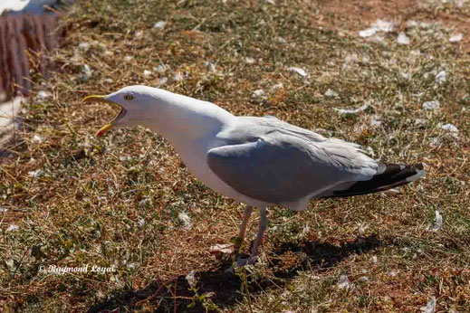 silbermoewe vogel