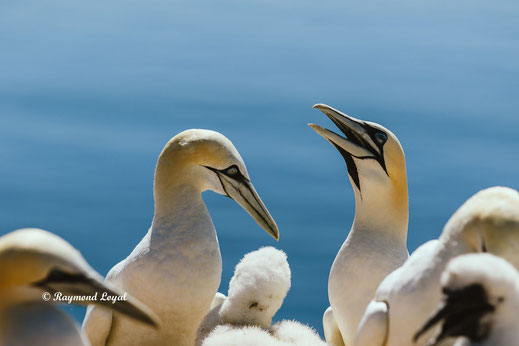 northern gannet helgoland