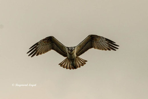 fischadler im flug