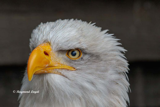 weisskopfseeadler kopf portrait