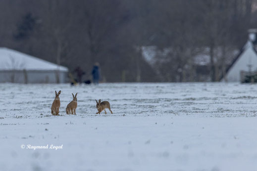European Hares sitting on snow field