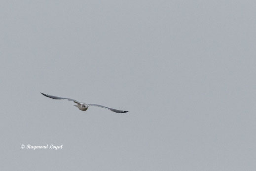 sturmmoewe im flug