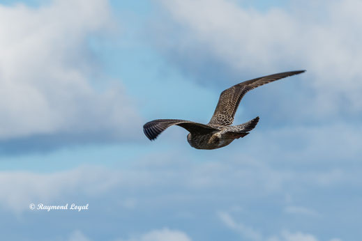 heringsmoewe vogel flug