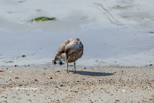 helgoland nature image
