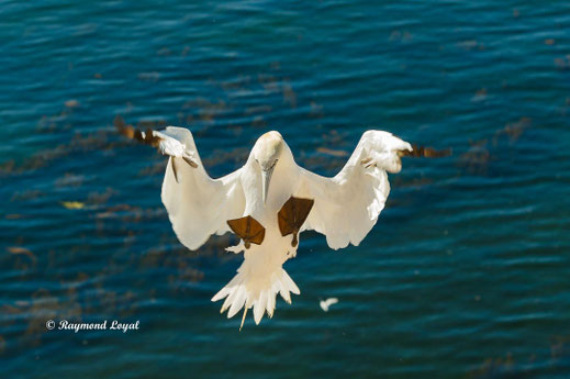 basstoelpel helgoland