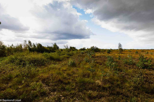 Neustädter Moor