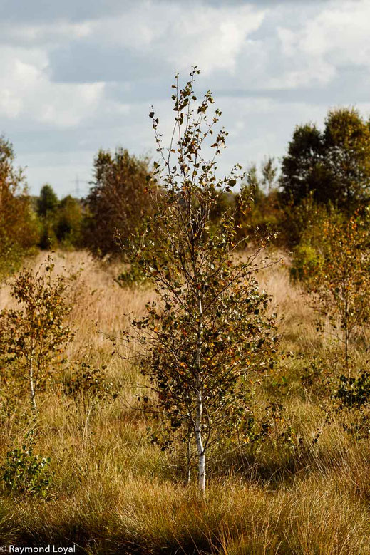 Rehdener Geestmoor