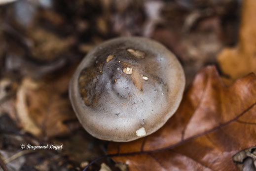 nature mushroom