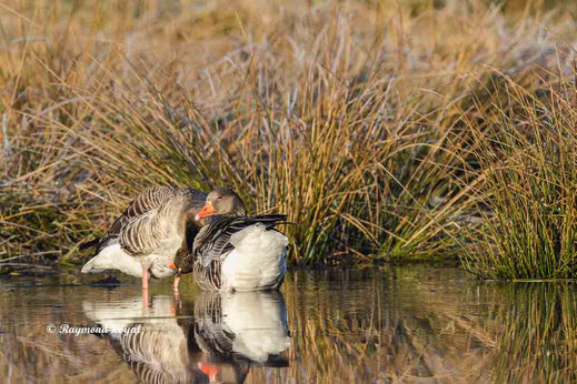 graugans beim putzen im wasser