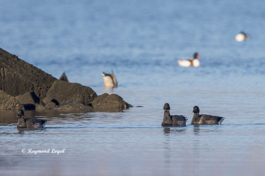 ringelgans gans vogel schwimmen wasser