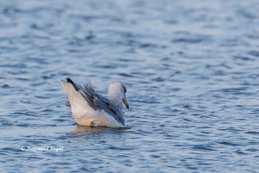 silbermoewe vogel schwimmen wasser