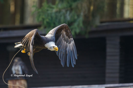 weisskopfseeadler im flug