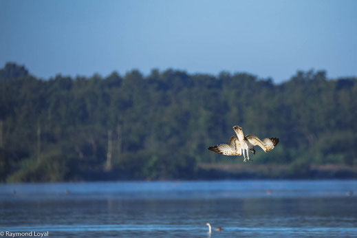 fischadler greifvogel sturzflug