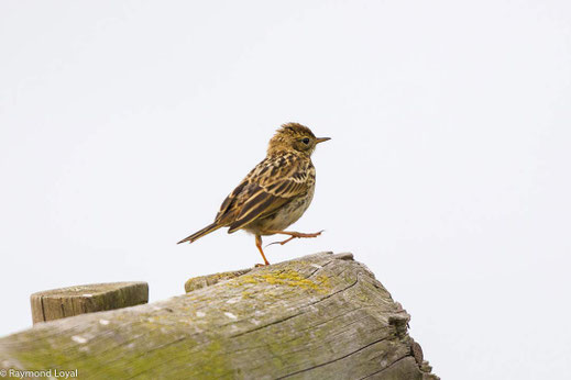 lerche vogel