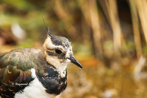 kiebitz watvogel