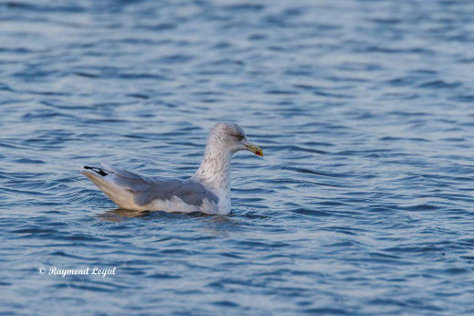 silbermoewe vogel schwimmen wasser