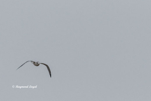 sturmmoewe im flug