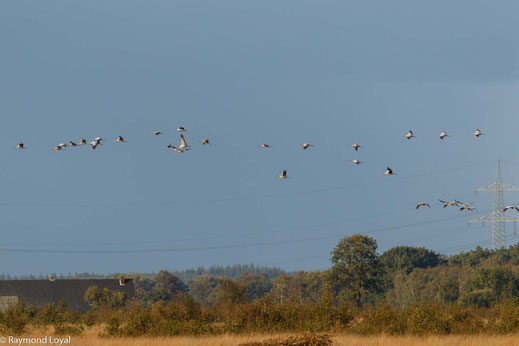 Oppenweher Moor