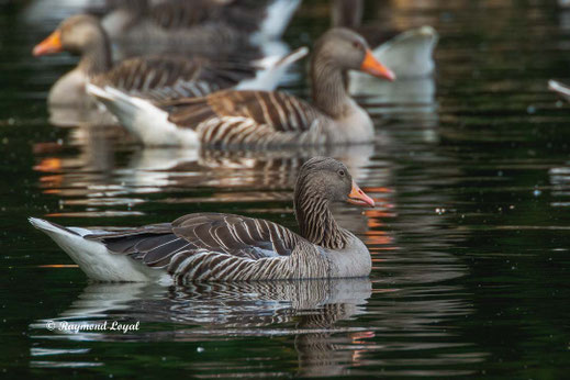 graugans vogel schwimmen wasser