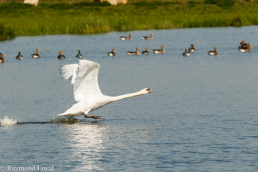 Mute swan Cygnus olor