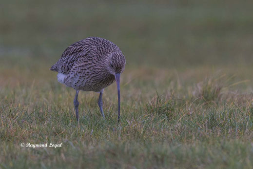 grosser brachvogel vogel wiese