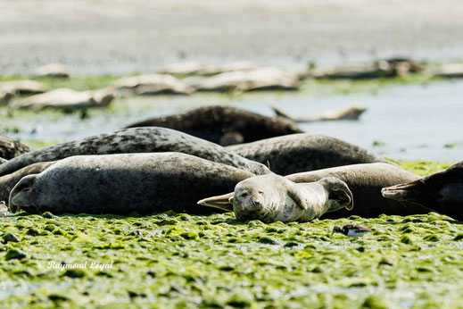 helgoland seal photo