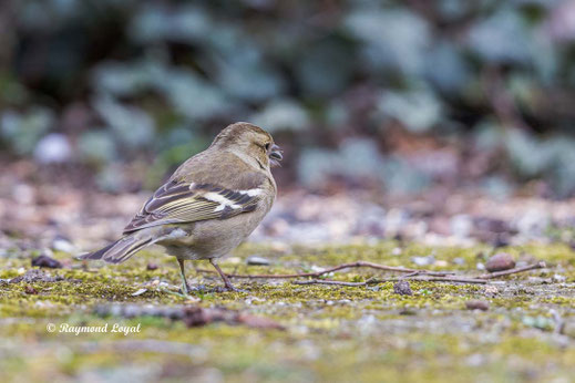 buchfink an futterstelle