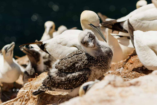 helgoland basstoelpel