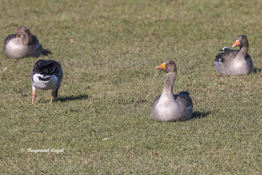 greylag geese on greenland