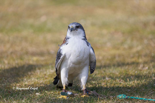 rotrueckenbussard vogel portrait