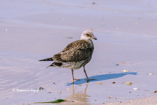 helgoland nature image