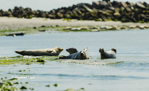 Helgoland foto