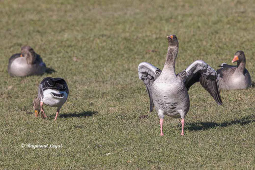 graugans auf gruener wiese