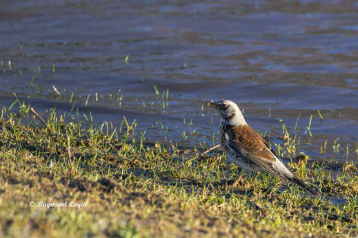 wachholderdrossel am wasser
