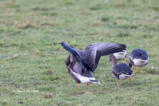 blaessgans vogel wiese