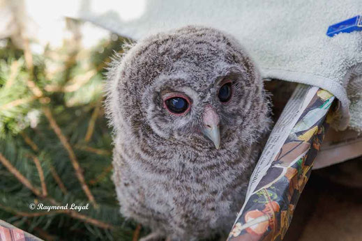 schnee-eule nestling