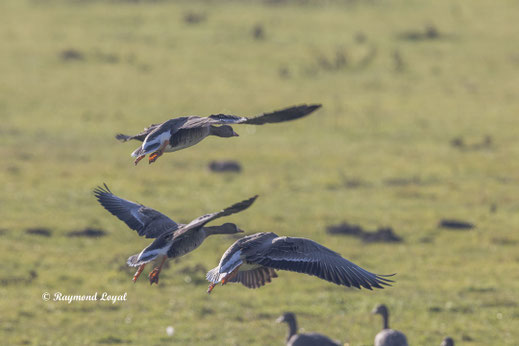 blaessgans vogel flug wiese