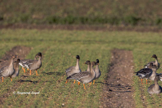 pink-footed geese on arable land