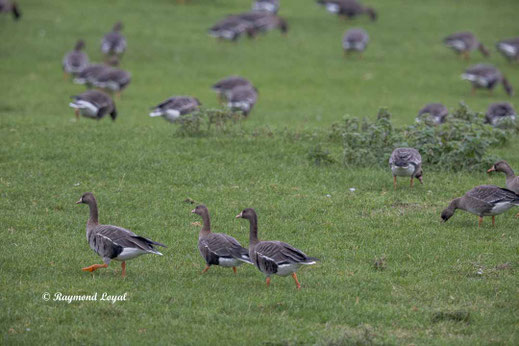 blaessgans anser albifrons