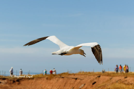 helgoland nature photography raymond loyal