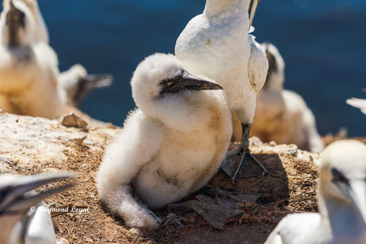 helgoland basstoelpel