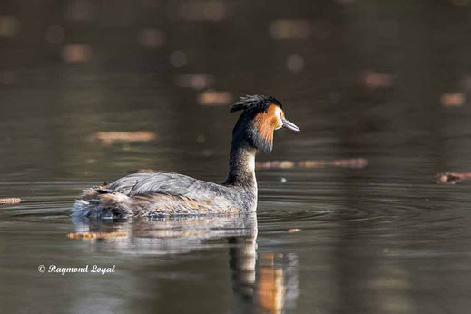 haubentaucher schwimmt im wasser