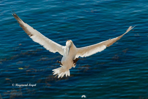 helgoland basstoelpel