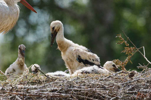 jungstorch nest