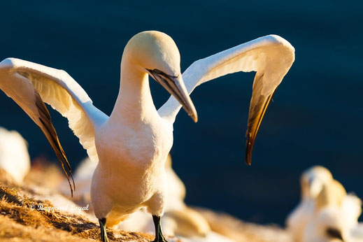 northern gannet helgoland