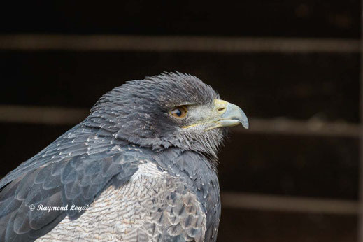 blaubussard vogel portrait