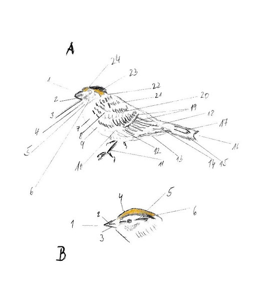 topografie vogelkoerper