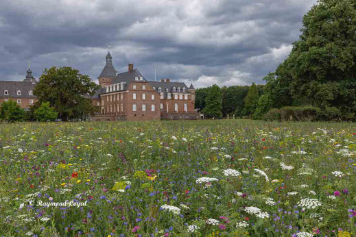 anholt castle wildflower meadow