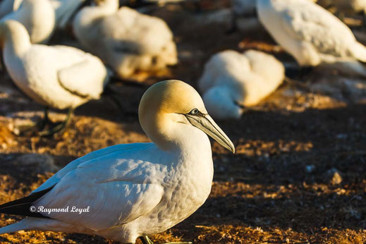 northern gannet helgoland