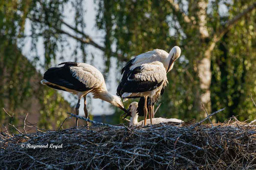 weiss storch gefieder pflege